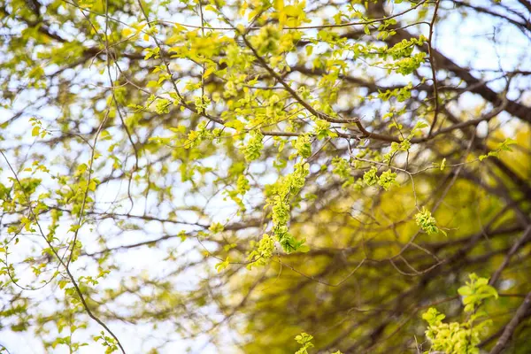 Karaağaç dalları. Hollanda karaağacı. Altın karaağaç, baharda
