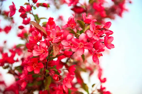 Çin çiçekli yaban elması, çok güzel.