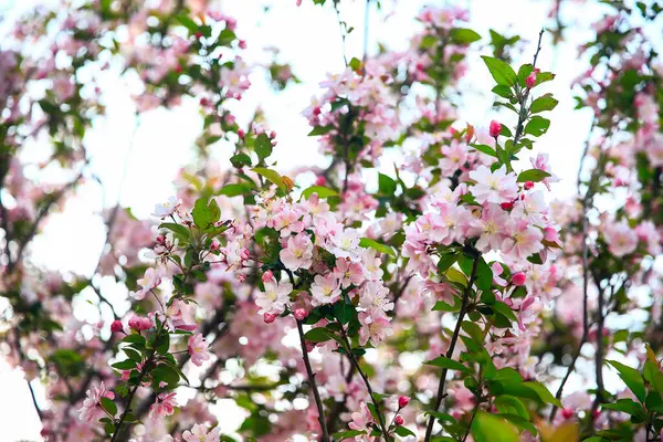 Çin çiçekli yaban elması, çok güzel.