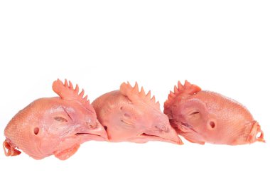 Beyaz arka planda taze tavuk kafası