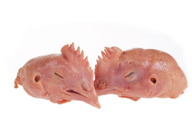 Beyaz arka planda taze tavuk kafası