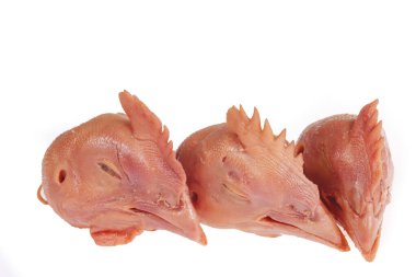 Beyaz arka planda taze tavuk kafası