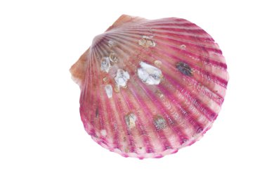 Deniz tarakları beyaz bir arkaplanda izole edilmiş, çok taze.