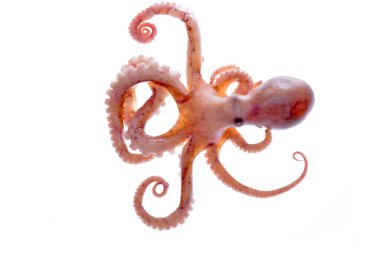 Beyaz arkaplanda ahtapot