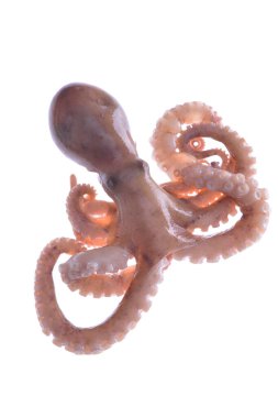 Beyaz arkaplanda ahtapot