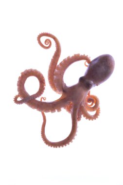 Beyaz arkaplanda ahtapot