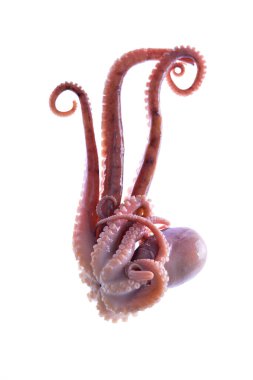 Beyaz arkaplanda ahtapot