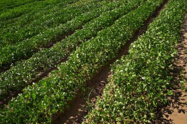 Çiftlikteki yerfıstığı tarlaları