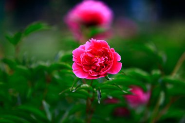 Çiçekli şakayık, çok güzel.