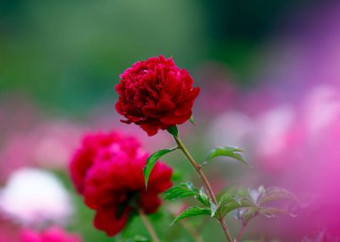 Çiçekli şakayık, çok güzel.