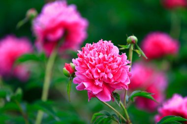 Çiçekli şakayık, çok güzel.