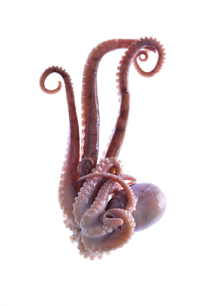 Осьминог на белом фоне