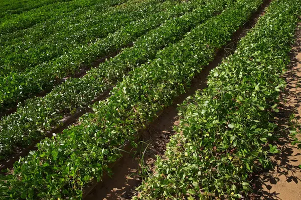 Çiftlikteki yerfıstığı tarlaları