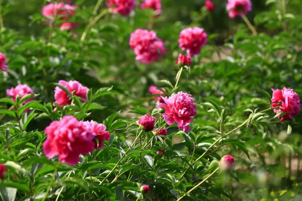 Çiçekli şakayık, çok güzel.