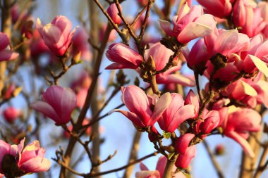 Çiçek açan manolya çiçeği, çok güzel.
