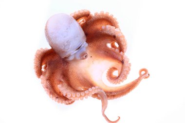 Beyaz arkaplanda ahtapot