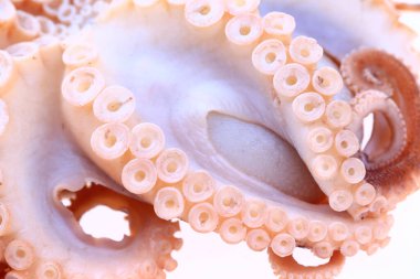 Beyaz arkaplanda ahtapot