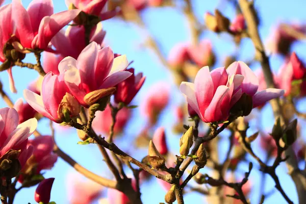 Çiçek açan manolya çiçeği, çok güzel.