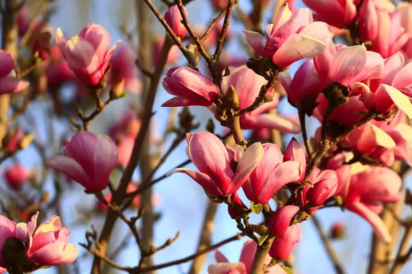 Çiçek açan manolya çiçeği, çok güzel.