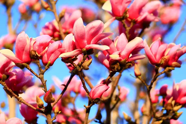 Çiçek açan manolya çiçeği, çok güzel.