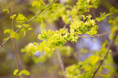 Karaağaç dalları. Hollanda karaağacı. Altın karaağaç, baharda