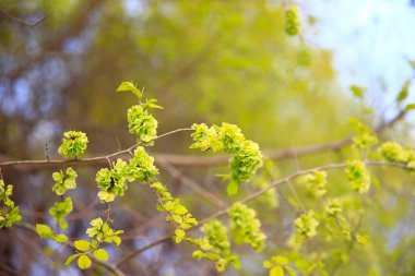 Karaağaç dalları. Hollanda karaağacı. Altın karaağaç, baharda