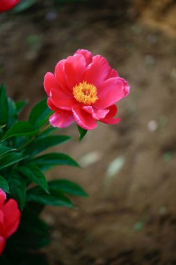 Çiçekli şakayık çiçekleri, şakayık çiçekleri