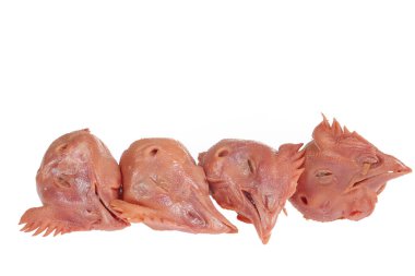 Beyaz arka planda taze tavuk kafası