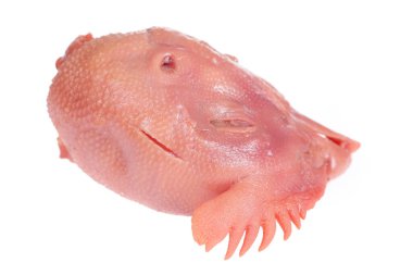 Beyaz arka planda taze tavuk kafası