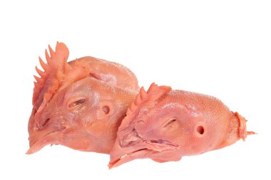 Beyaz arka planda taze tavuk kafası