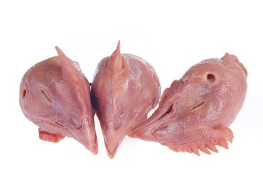 Beyaz arka planda taze tavuk kafası