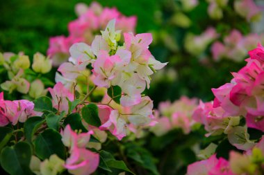 Açelyalar, pembe, çok güzel.