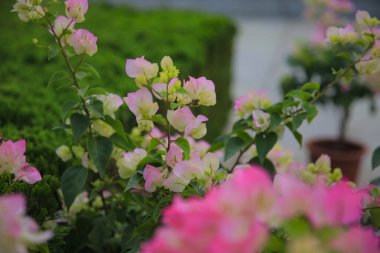 Açelyalar, pembe, çok güzel.