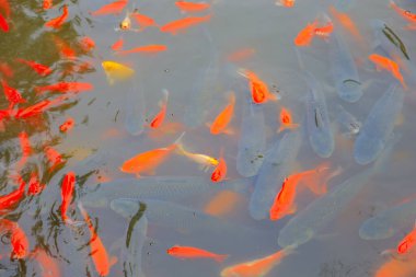 Birçok Japon balığı gölette.