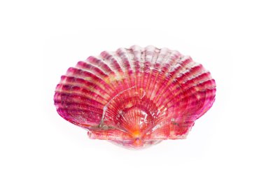 Deniz tarakları beyaz bir arkaplanda izole edilmiş, çok taze.