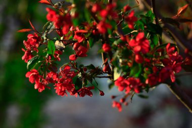 Çin çiçekli yaban elması. 