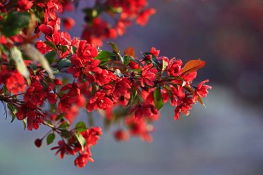 Çin çiçekli yaban elması. 