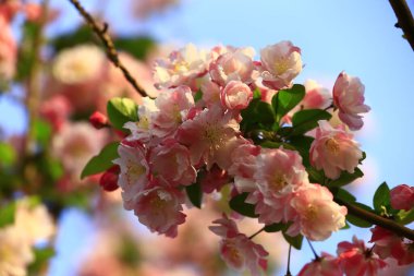 Çin çiçekli yaban elması. 