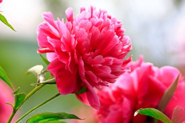 Çiçekli şakayık, çok güzel.