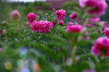 Çiçekli şakayık, çok güzel.