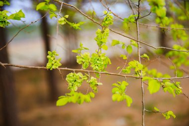 Karaağaç dalları. Hollanda karaağacı. Altın karaağaç, baharda