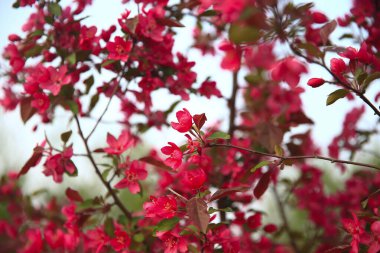Çin çiçekli yaban elması, çok güzel.