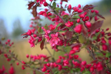 Çin çiçekli yaban elması, çok güzel.