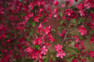 Çin çiçekli yaban elması, çok güzel.