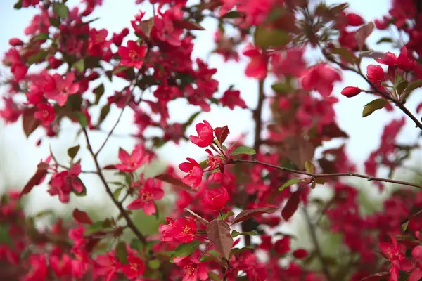 Çin çiçekli yaban elması, çok güzel.