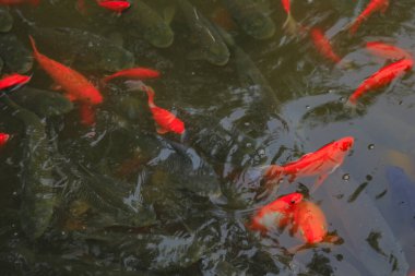 Birçok Japon balığı gölette.