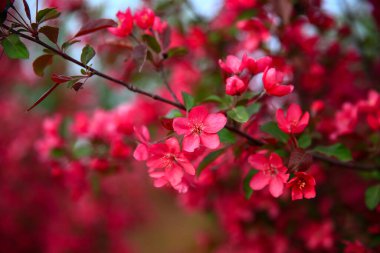 Çin çiçekli yaban elması, çok güzel.