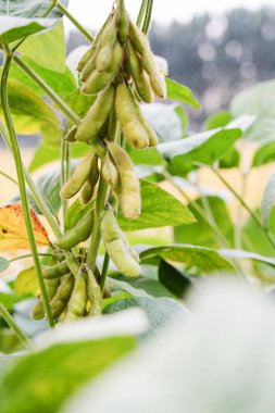 Yeşil fasulyeler vahşi doğada yetişir, yakın plan resimler.