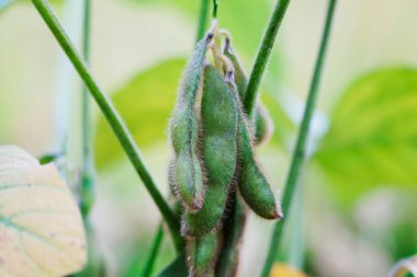 Yeşil fasulyeler vahşi doğada yetişir, yakın plan resimler.