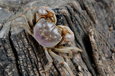 Canlı yengeçler yürüyüş yapıyor ve yakın çekim yapıyorlar..